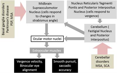 Vergence and Strabismus in Neurodegenerative Disorders